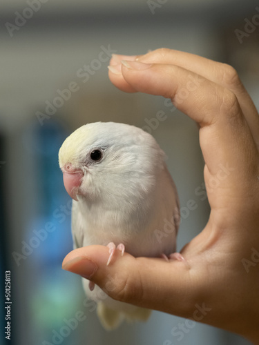 Selective focus of baby forpus parrotlet parrot  bird on hand with care 