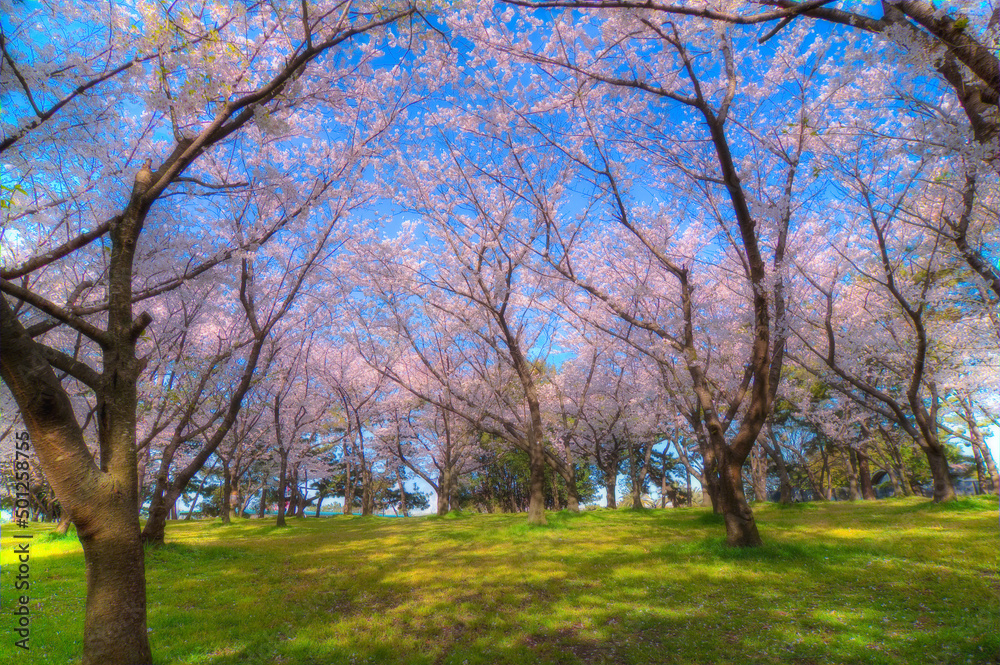 公園の桜