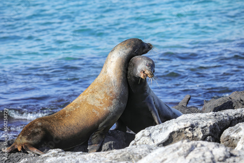 Galapagos sea lions playing on a rocky shore of South Plaza Island  Galapagos National Park  Ecuador.