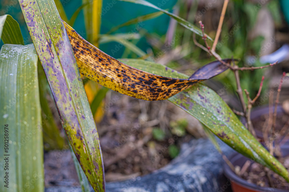Yellowing orchid leaves showing nitrogen and magnesium deficiency and