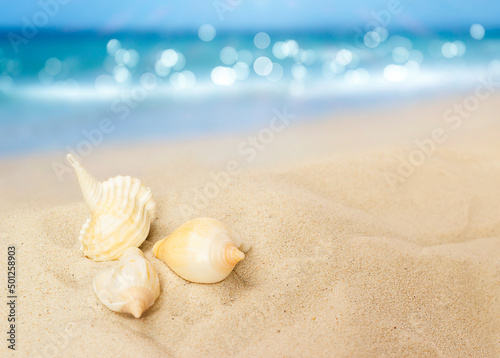 three seashells lie on the sand against the backdrop of the sea © Алена Ягупа