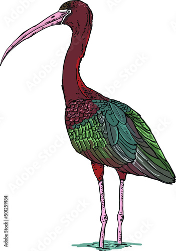 The glossy ibis is a wading bird in the ibis family Threskiornithidae. The scientific name derives from Ancient Greek plegados and Latin, falcis, both meaning "sickle" referring to the bill.