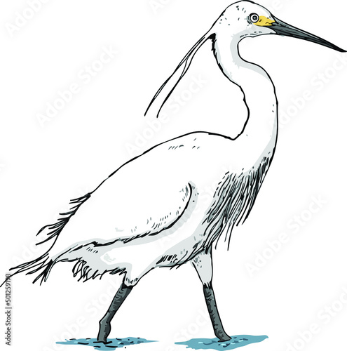 Nature wildlife drawing of Egret bird on wetland