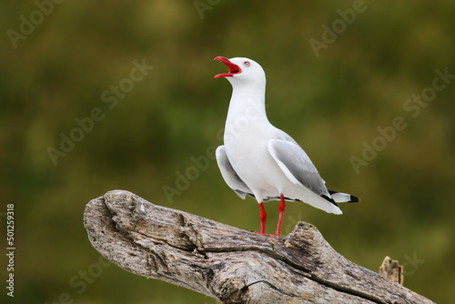 Canvas Red-billed gull calling, Kaikoura peninsula, South Island, New Zealand
