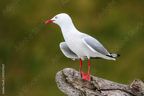 Fotobehang Red-billed gull sitting on a tree branch