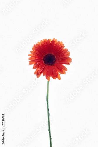 Red gerbera flower. Beautiful Lonely Flower