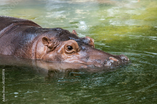 Hippopotamus in water