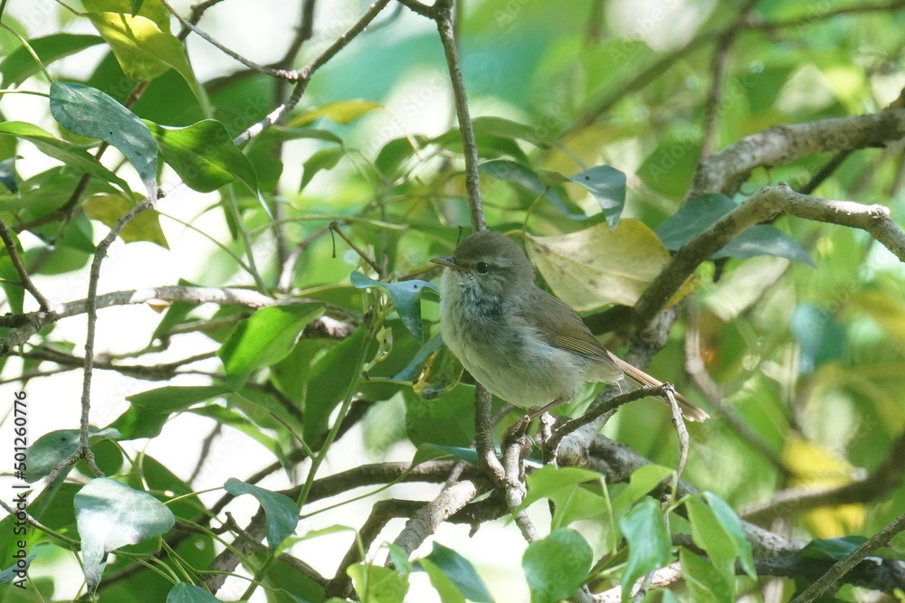 japanese bush warbler on a branch japanese bush warbler on a branch
