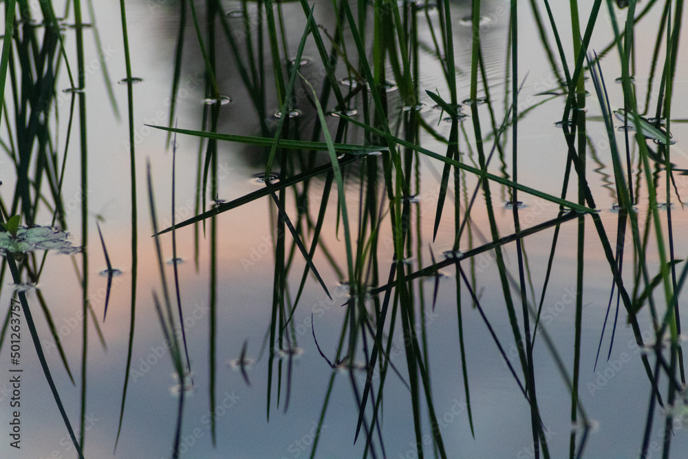 reeds in the lake reeds in the lake