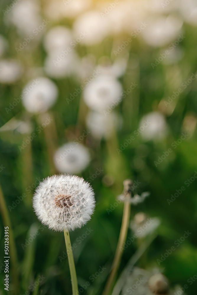 Dandelion on the meadow at sunlight background in springtime. Dandelions in meadow during sunset. Dandelion on the meadow at sunlight background in springtime. Dandelions in meadow during sunset.