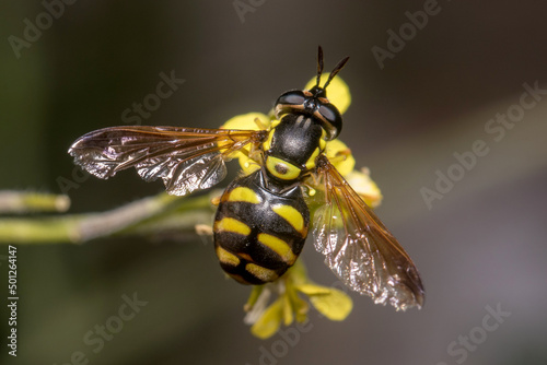 Chrysotoxum intermedium hoverfly on a yellow flower. High quality photo photo