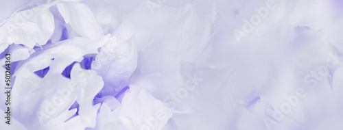 Close up white peony flower, blur macro petals purple violet color beauty in nature, natural flowery background, soft focus. Delicate blooming flower of peony. Nature floral design banner