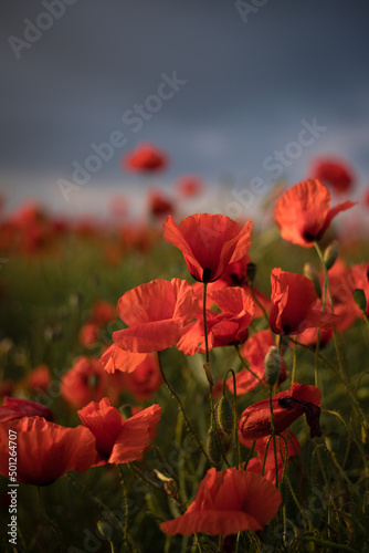 Field with blooming poppies in summer. Dark sky with storm clouds. Natural flowers in the wild field.