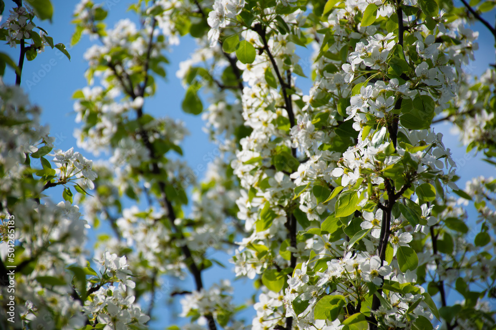 A fluffy blooming branch of an apple or pear tree against a blue sky on a clear spring day: a place for a text, a spring tabloid A fluffy blooming branch of an apple or pear tree against a blue sky on a clear spring day: a place for a text, a spring tabloid