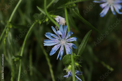 blue chicory flower on a dark green meadow on a cloudy day photo