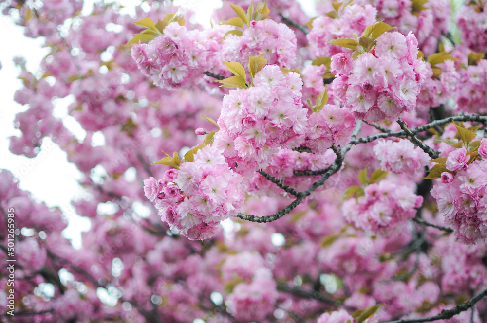 Beautiful pink sakura blossom in springtime Beautiful pink sakura blossom in springtime