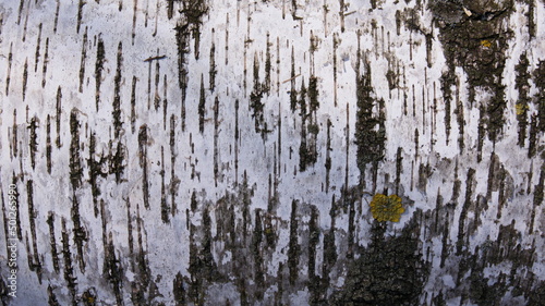 Rough surface of birch bark