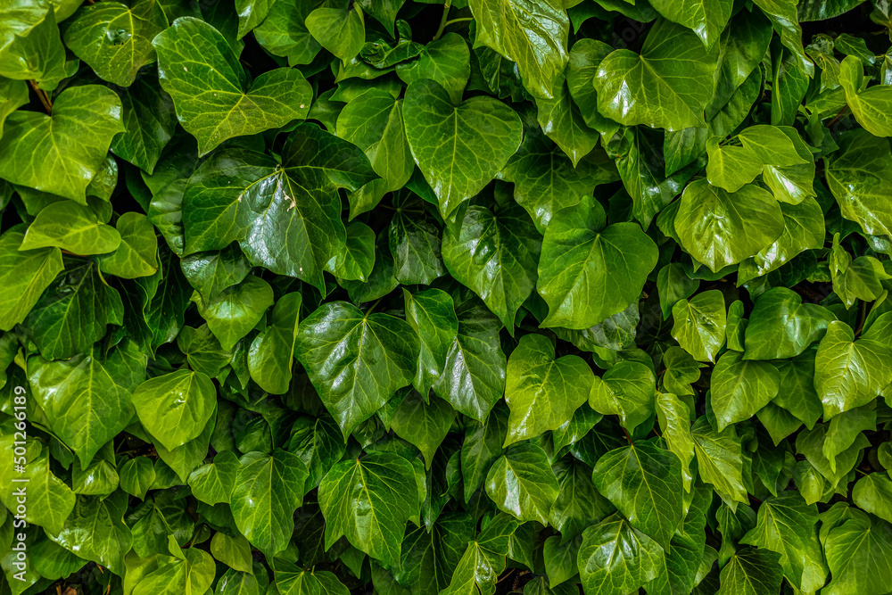 green leaves background close up green leaves background close up