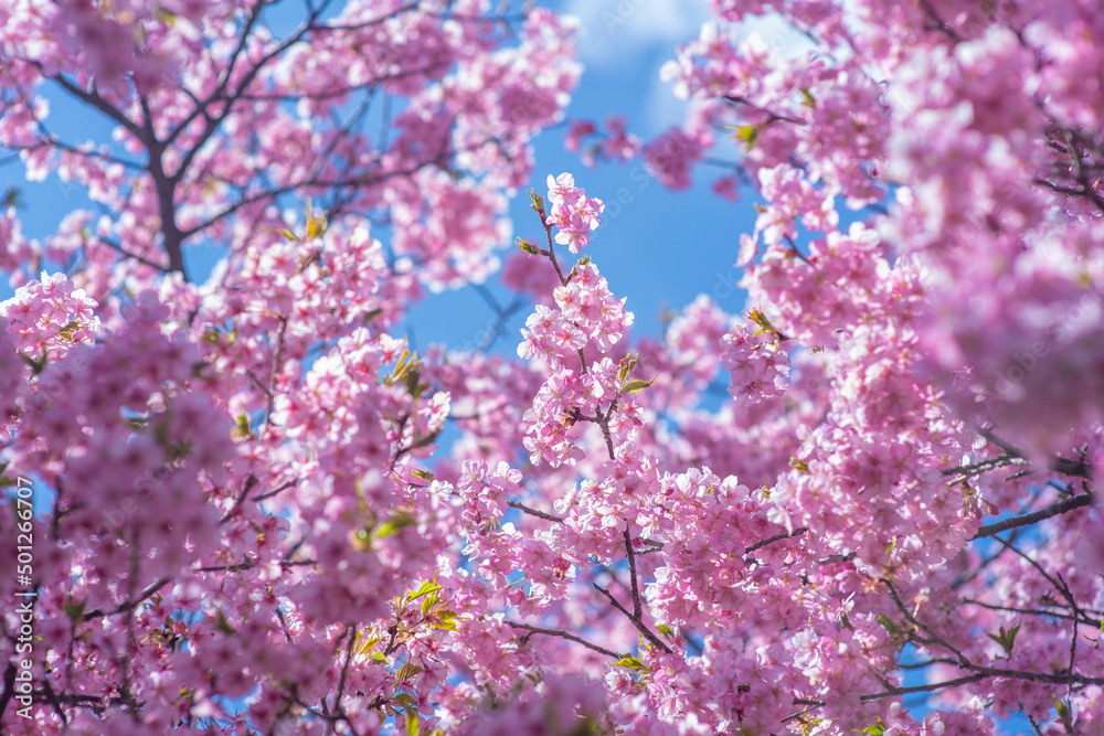 河津桜