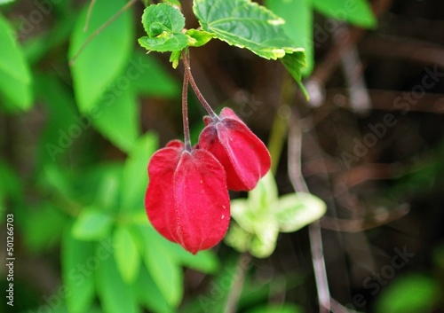 red rose bud