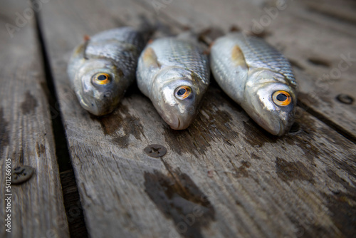 Roach fish on boards. Selective focus.