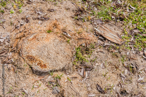 Sawdust and wood clippings surrounding tree stump cut close to ground.