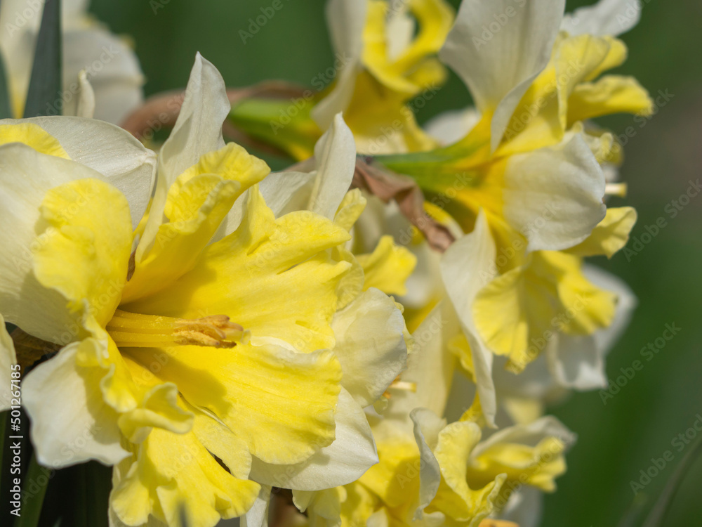 A group of beautiful narcissus flowers close-up on a sunny spring day in the garden. Bright and colorful narcissus flowers. Beautiful blooming yellow daffodils outdoors on a sunny day A group of beautiful narcissus flowers close-up on a sunny spring day in the garden. Bright and colorful narcissus flowers. Beautiful blooming yellow daffodils outdoors on a sunny day
