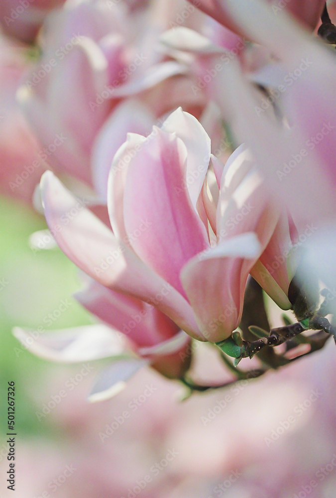 Closeup of Magnolia flowers in the park in the evening springtime. Natural blurred background.Scanned film image. Shallow depth of field. The artistic intend and the filters. Film style old lens.
