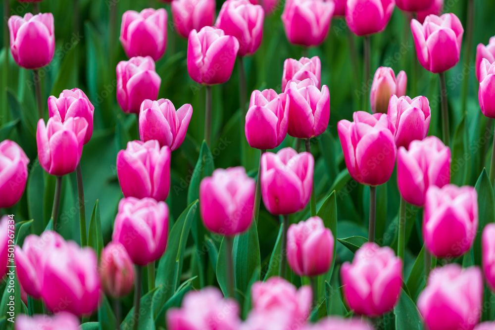 Tulip Garden Spring Flowers