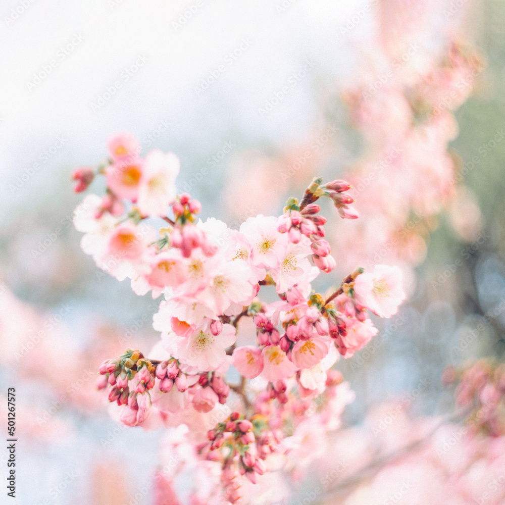 Fine art flowers cherry tree in springtime. Nature background with Sakura. Grainy texture and noise on all image surface.The artistic intend and the filters. Film style old lens. Airy atmosphere. Fine art flowers cherry tree in springtime. Nature background with Sakura. Grainy texture and noise on all image surface.The artistic intend and the filters. Film style old lens. Airy atmosphere.