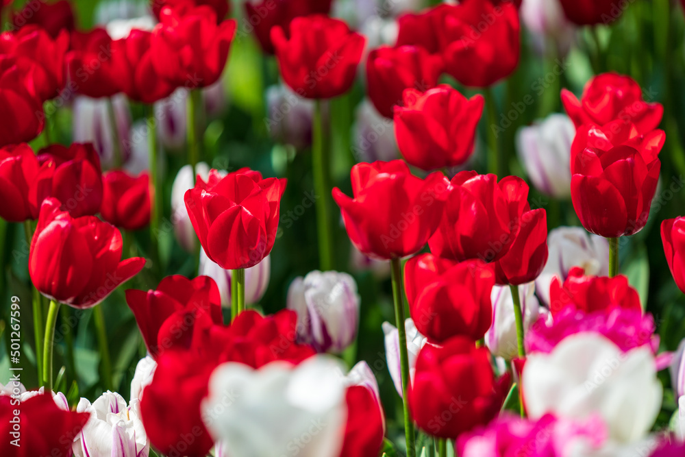 Tulip Garden Spring Flowers