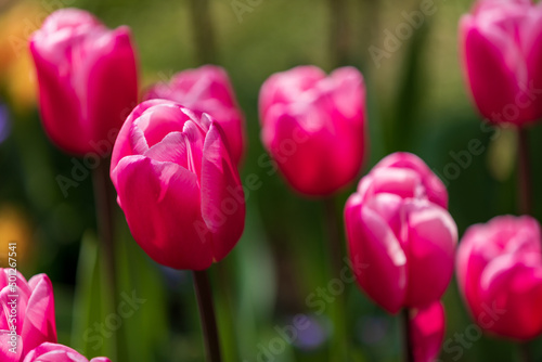 Tulip Garden Spring Flowers