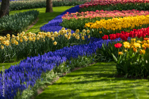 Tulip Garden Spring Flowers