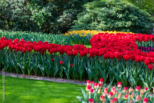 Tulip Garden Spring Flowers
