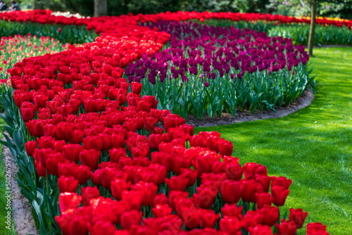 Tulip Garden Spring Flowers