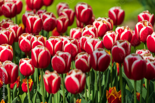 Tulip Garden Spring Flowers