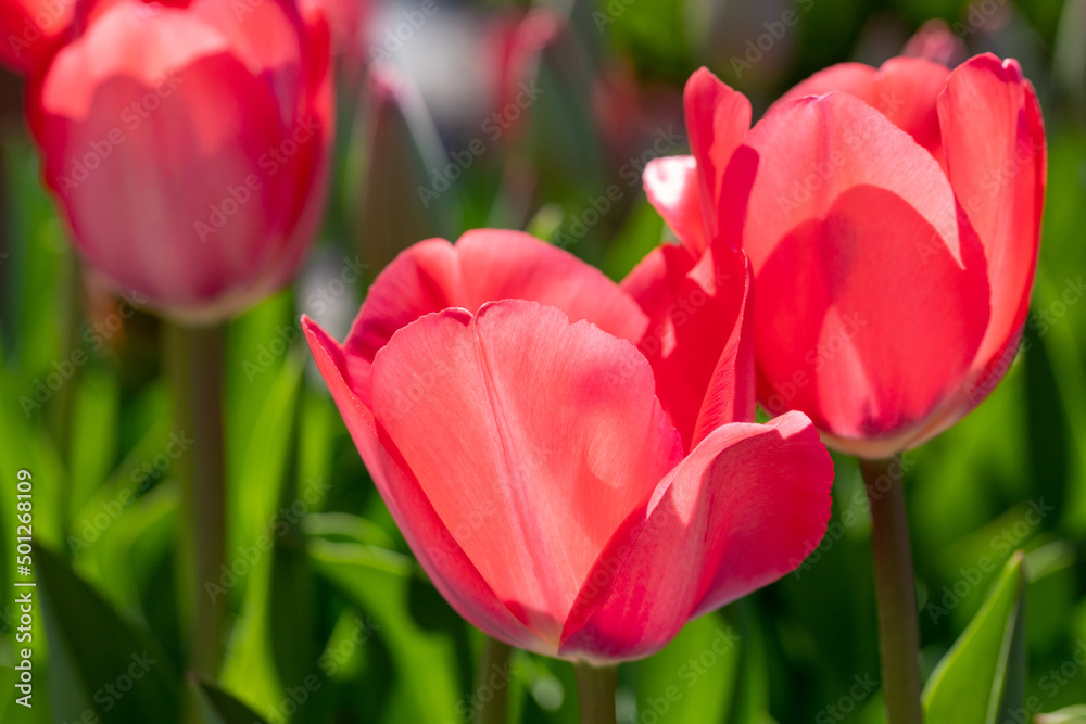 close-up photo of red tulip flower under sun light in the garden close-up photo of red tulip flower under sun light in the garden