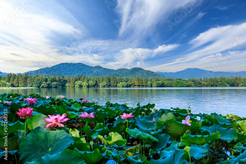 Fototapeta Naklejka Na Ścianę i Meble -  Beautiful West Lake natural landscape in Hangzhou, China. blooming lotus and green water and mountains in summer.