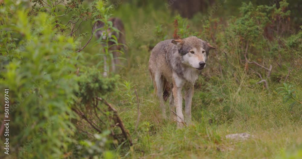 Two wolves in a wolf pack standing in the forest at summer time Two wolves in a wolf pack standing in the forest at summer time