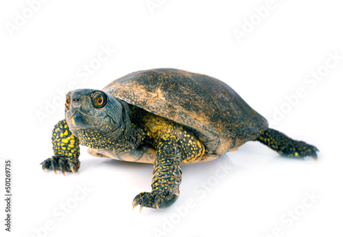 European pond turtle photo