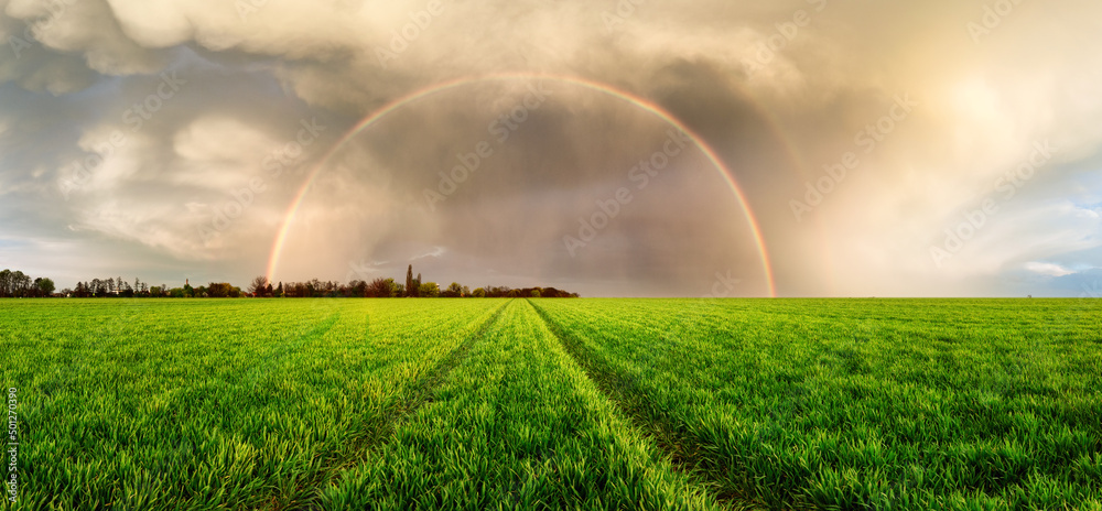 Naklejka premium Green wheat panorama with rainbow and field road