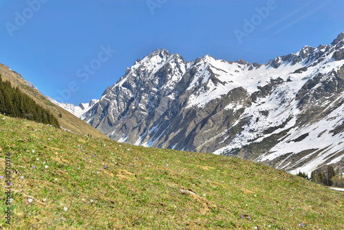 flowering meadow with crocus and peak mountain with snow at spring in alpine landscape