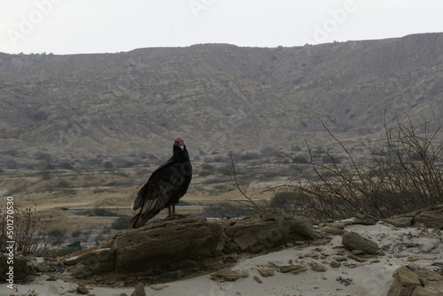 Zopilote aura en el desierto norteño del Perú photo