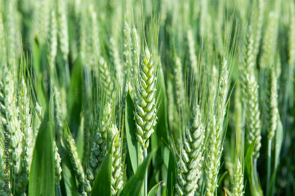 Field of green spring wheat. Agricultural field  immature cereals, wheat. 