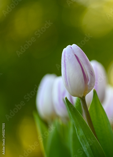 Beautiful close-up of a tulip flower, Belgium, Enghien, Hainaut photo