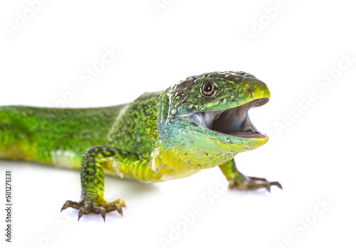 Western green lizard © cynoclub