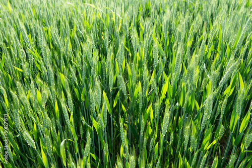 Green wheat in the field.Green unripe cereals.