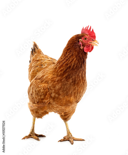 Fotografia, Obraz brown chicken in studio