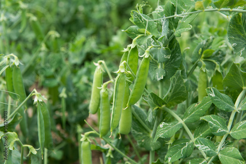 Green peas grow in the vegetable garden. 