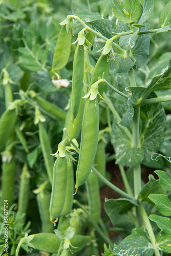close up of green fresh peas and pea pods. 